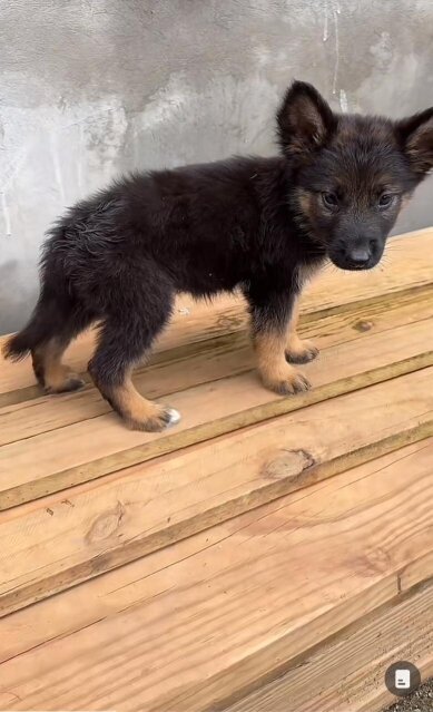 Full Breed German Shepherd Puppies