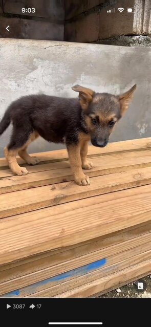 Full Breed German Shepherd Puppies