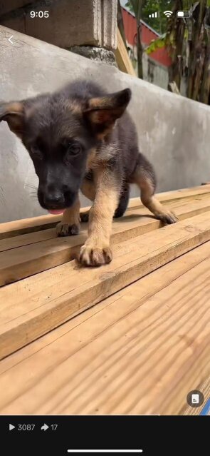 Full Breed German Shepherd Puppies