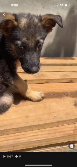 Full Breed German Shepherd Puppies