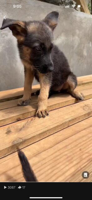 Full Breed German Shepherd Puppies