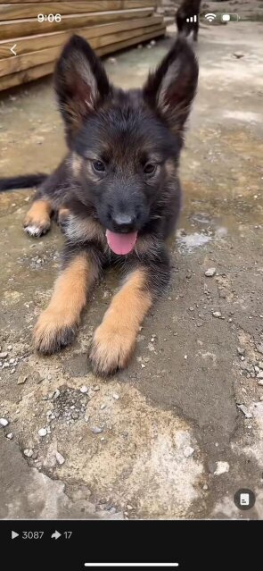 Full Breed German Shepherd Puppies