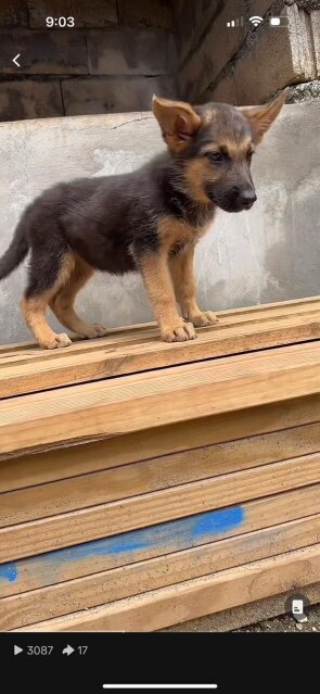 Full Breed German Shepherd Puppies