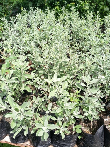 Texas Sage Flowers Plants Available