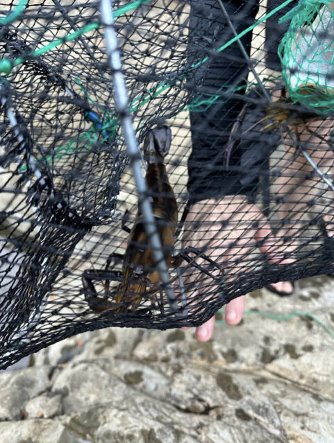 Crab Janga Shrimp Bait Fish Net  Trap