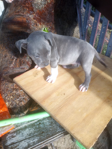 Blue Bully Puppies 