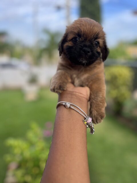 Shih Tzu Pomeranian