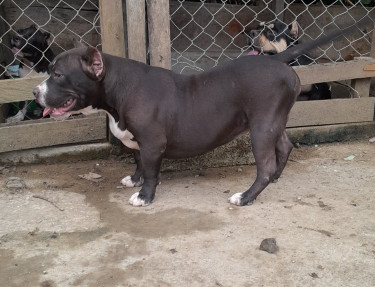 American Bully Puppies