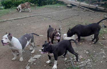 American Bully Puppies