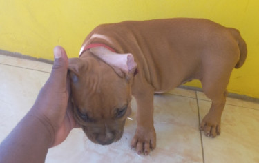 Bully Pup(male)