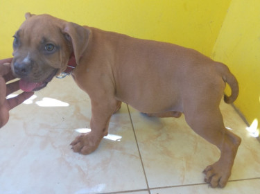 Bully Pup(male)