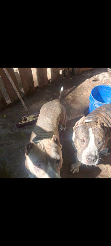 10 Months Old Bully For Sale 