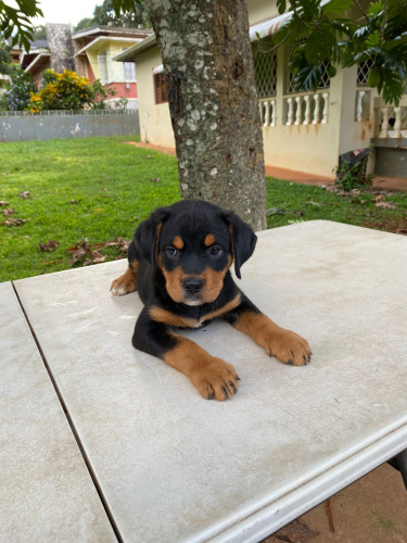 Full Breed German Shepard/Rottweiler Puppies