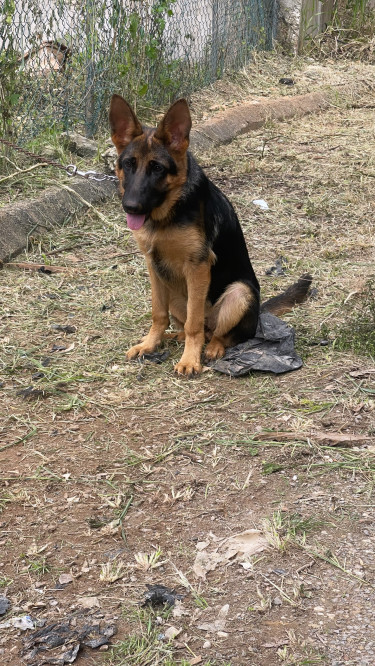 Female German Shepherd 4 Month Old Available 