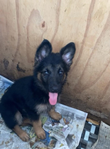 German Shepherd Puppies