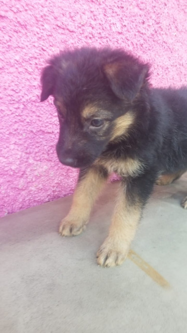 German Shepherd Puppies