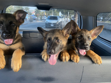 German Shepherd Pups