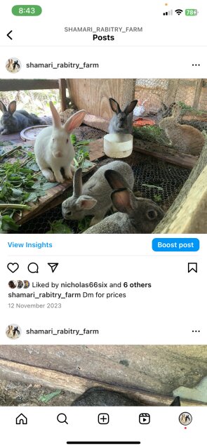 NewZealand White Rabbits
