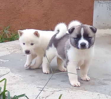 Akita Puppies 