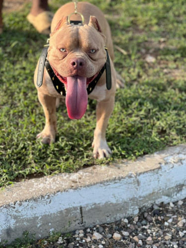 1yr 3mths Old American Bully Up For Grabs