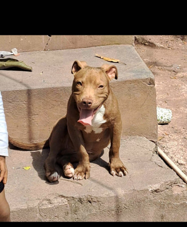 Pitbull Bully Puppy 5 Month Old 