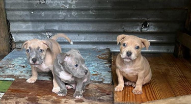 Pitbull Bulldog Puppies 