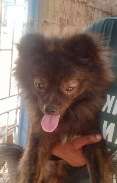 Adult Male Pomeranian