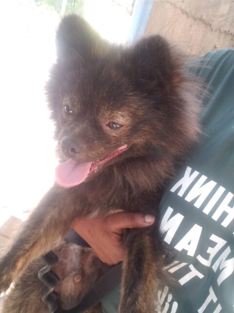 Adult Male Pomeranian