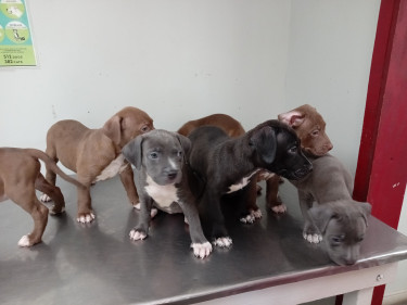 Purebred Rednose & Bluenose Lowrider Pitbulls