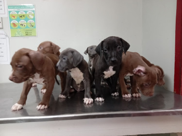 Purebred Rednose & Bluenose Lowrider Pitbulls