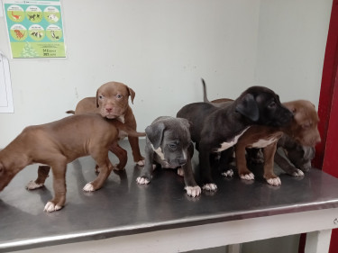 Purebred Rednose & Bluenose Lowrider Pitbulls