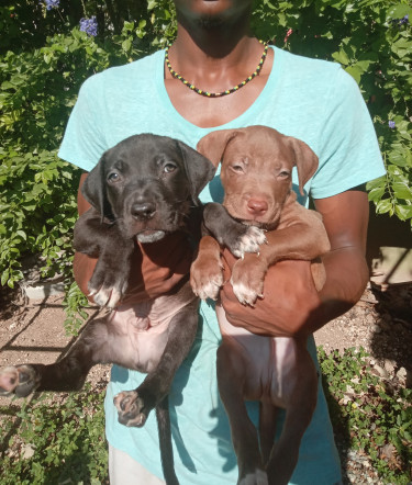 Purebred Rednose & Bluenose Lowrider Pitbull 