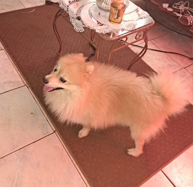 Up For Stud Service Full Breed Pomeranian Male