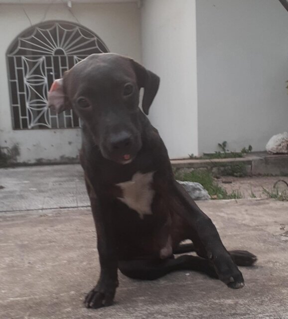 Pitbull Mix Pup Vaccined