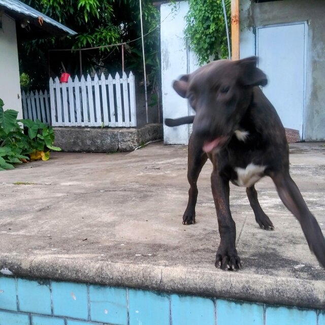 Pitbull Mix Pup Vaccined