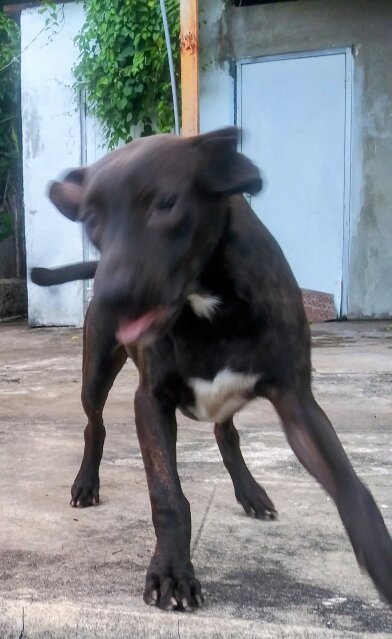 Pitbull Mix Pup Vaccined