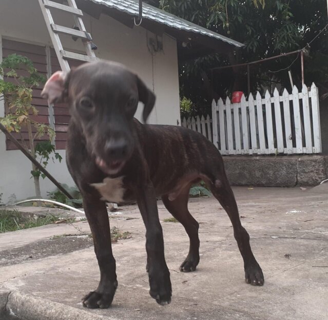 Pitbull Mix Pup Vaccined