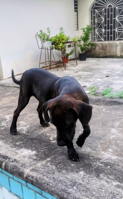 Pitbull Mix Pup Vaccined