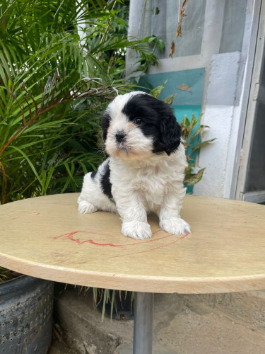 Shizhu Puppy