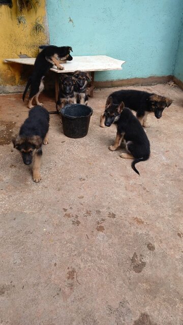 Full Breed German Shepherds Puppies For Sale