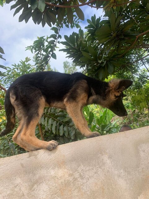 Full Breed German Shepherds Puppies For Sale