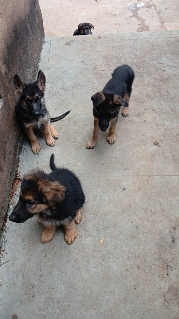 Full Breed German Shepherds Puppies For Sale