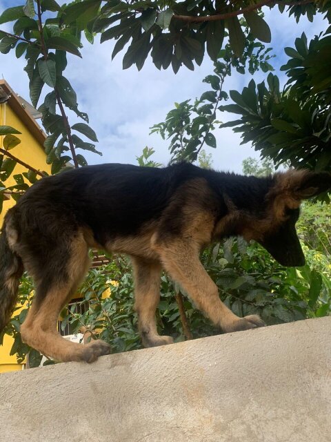 Full Breed German Shepherds Puppies For Sale