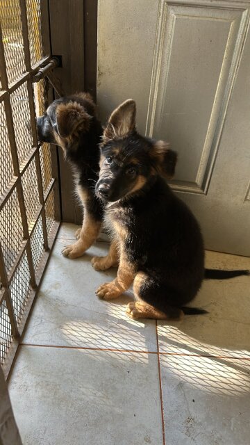 Full Breed German Shepherds Puppies For Sale Dogs Smokeyvale