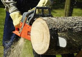 Tree And Grass Cutting  With Chain Saw Weed Wacker