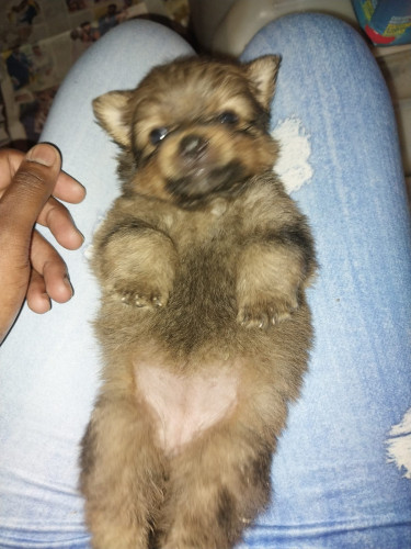 Shitzu Pomeranian Puppies Comes With Puppy Package