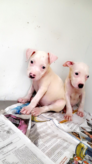 PITBULL PUPS FOR SALE 8762921460