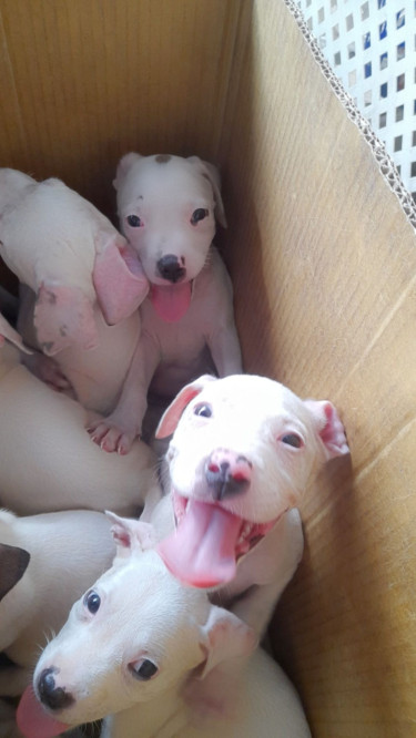 PITBULL PUPS FOR SALE 8762921460