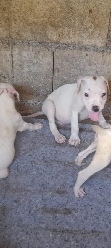 PITBULL PUPS FOR SALE 8762921460