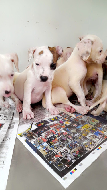 PITBULL PUPS FOR SALE 8762921460